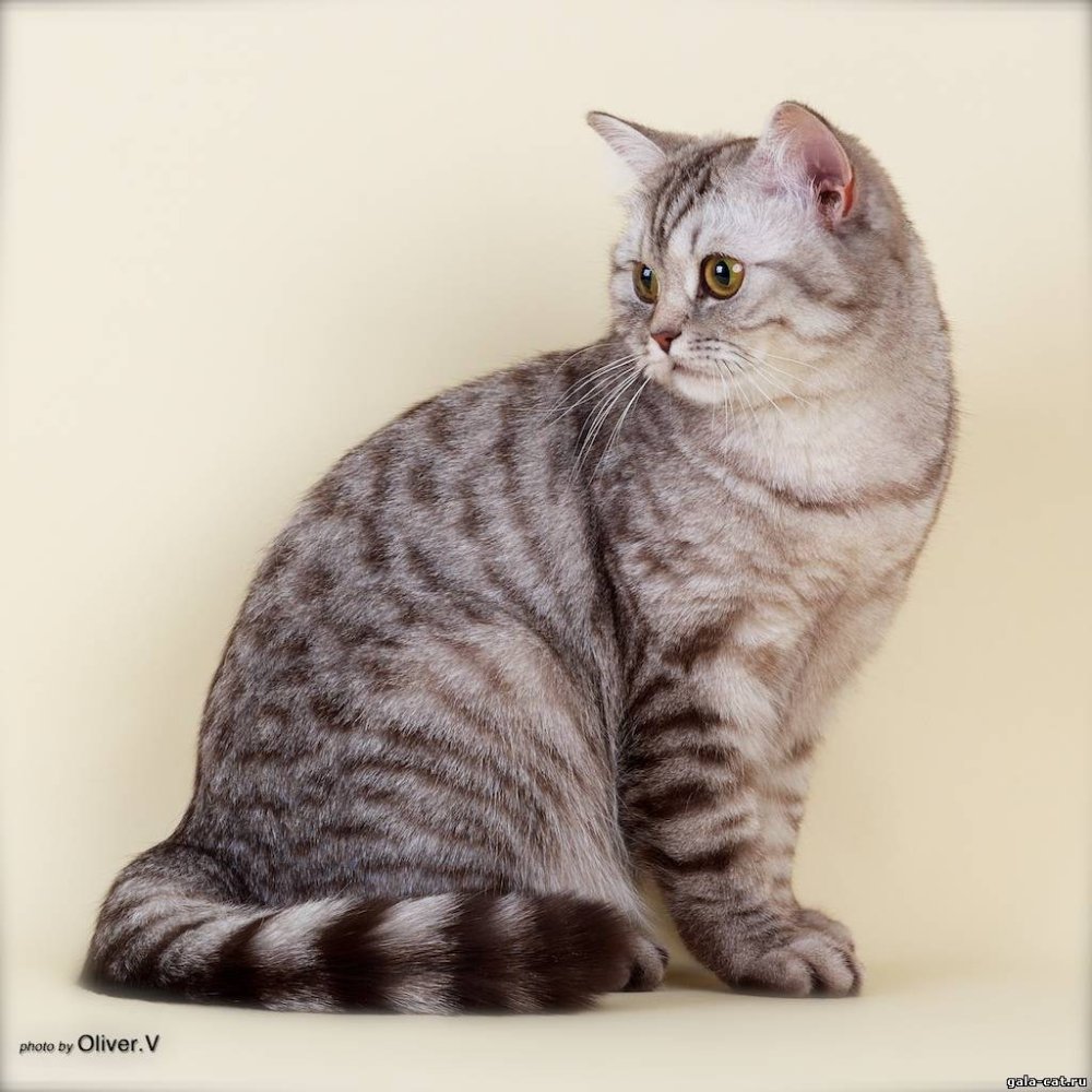 Британская короткошёрстная кошка серая полосатая
