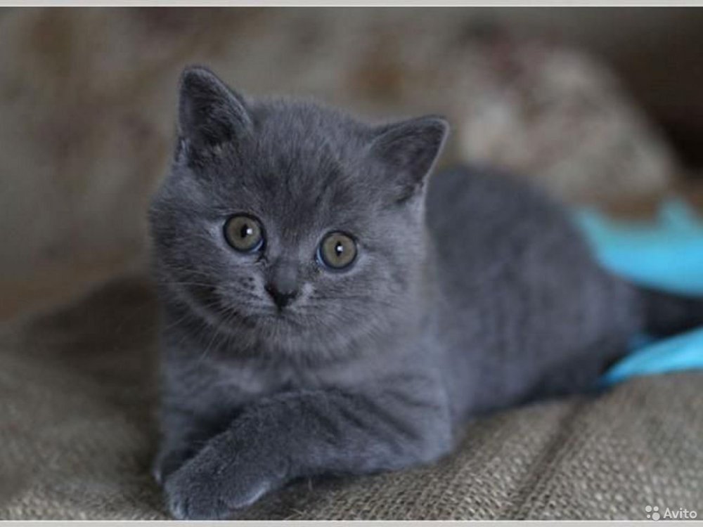 Голубые скоттиш страйт котята