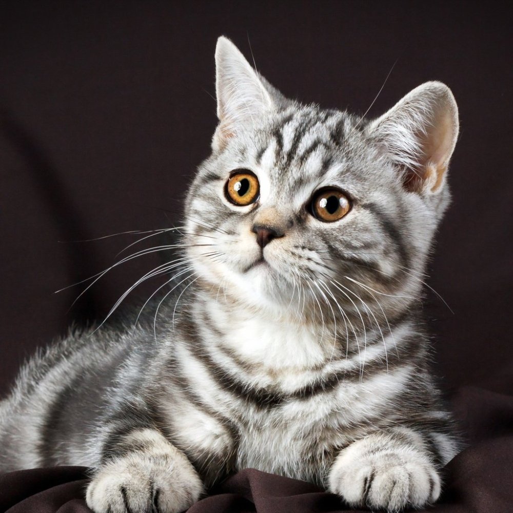 Шотландская кошка прямоухая