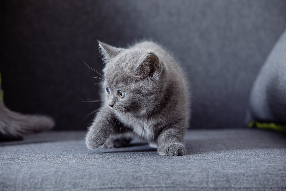 Голубой табби британский