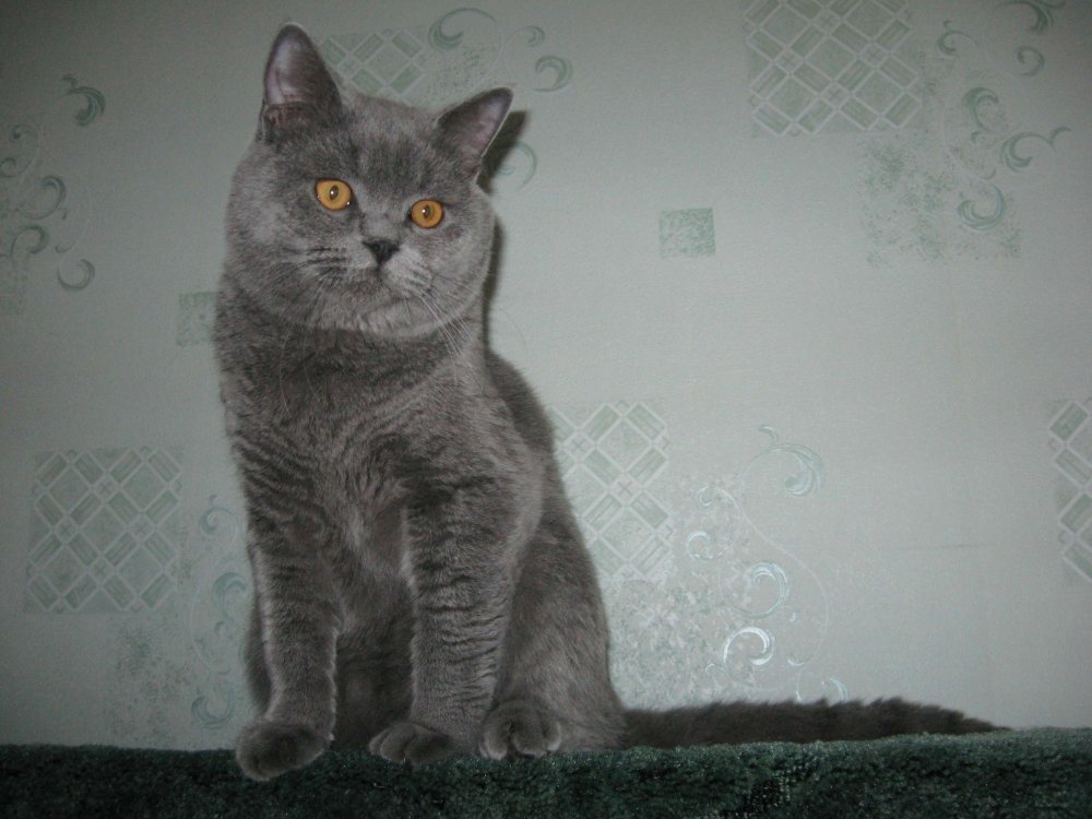 Шотландский скоттиш страйт серый