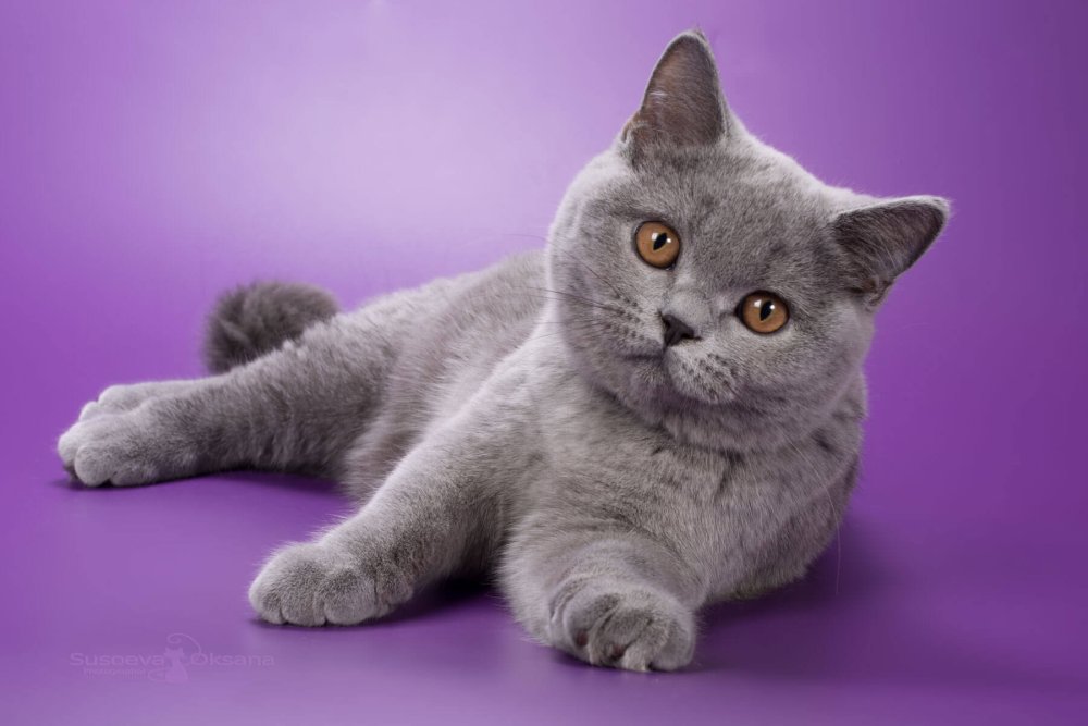 Британка лиловая на серебре фото