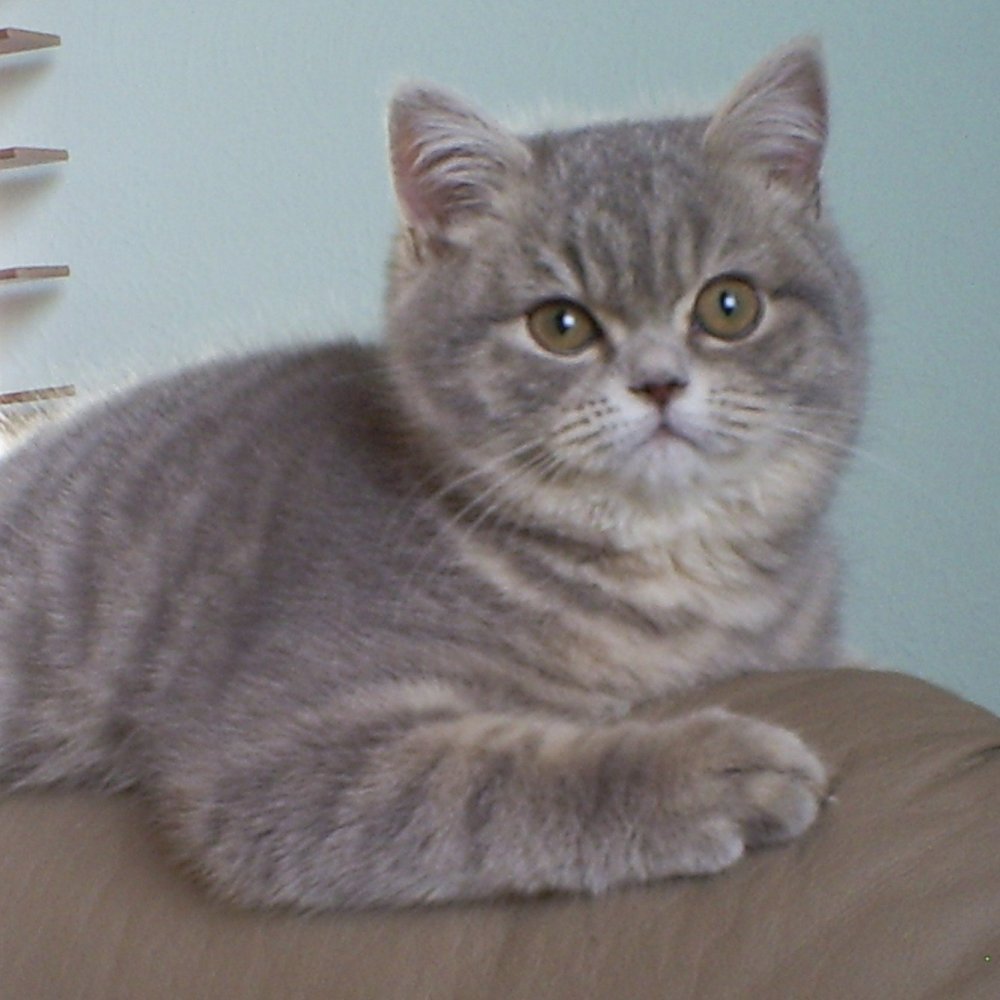 Голубой табби британец