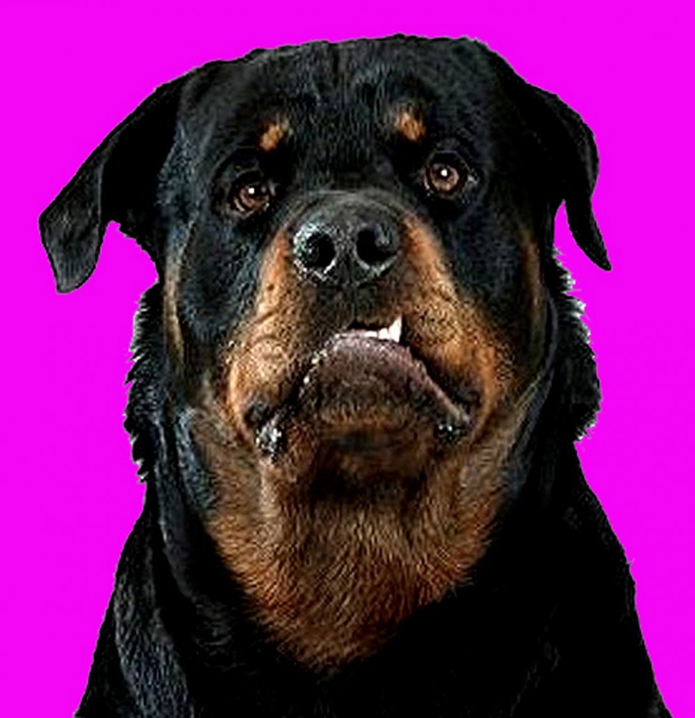 Бойцовские породы собак ротвейлер