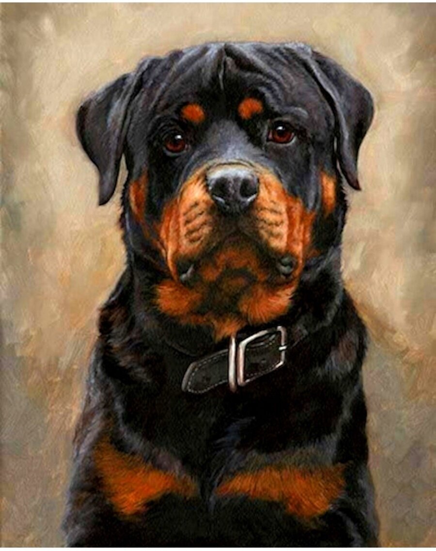 Алмазная мозаика ротвейлер