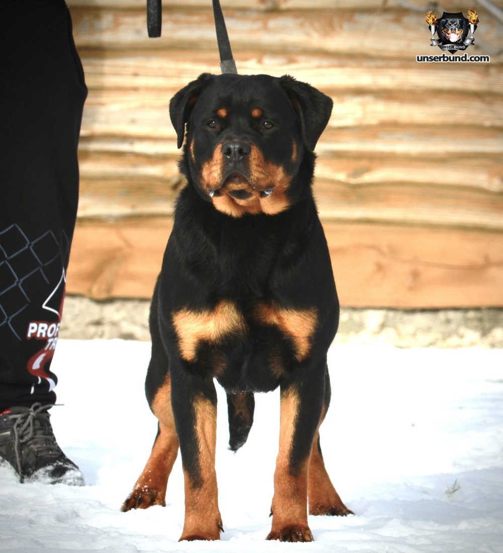 Обои на телефон собаки ротвейлер