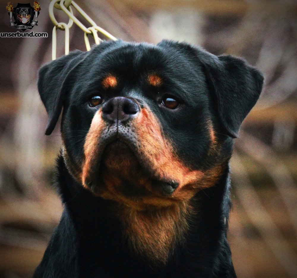 Ротвейлер Эстетика