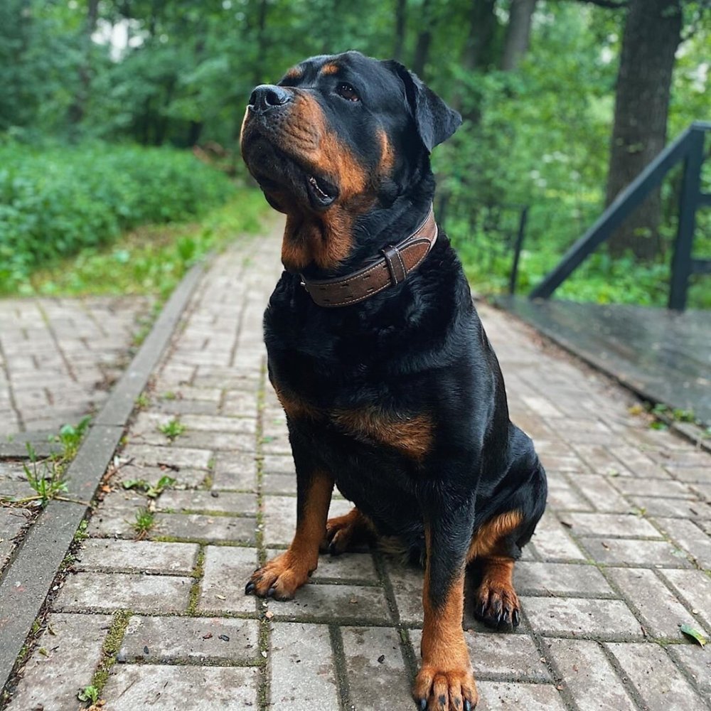 Ротвейлер серый