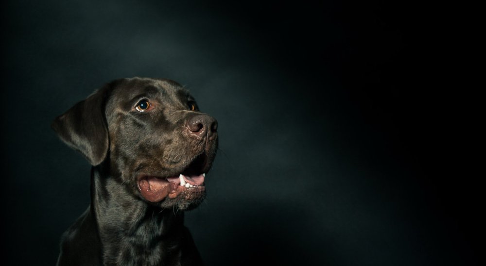 Фото собак на черном фоне