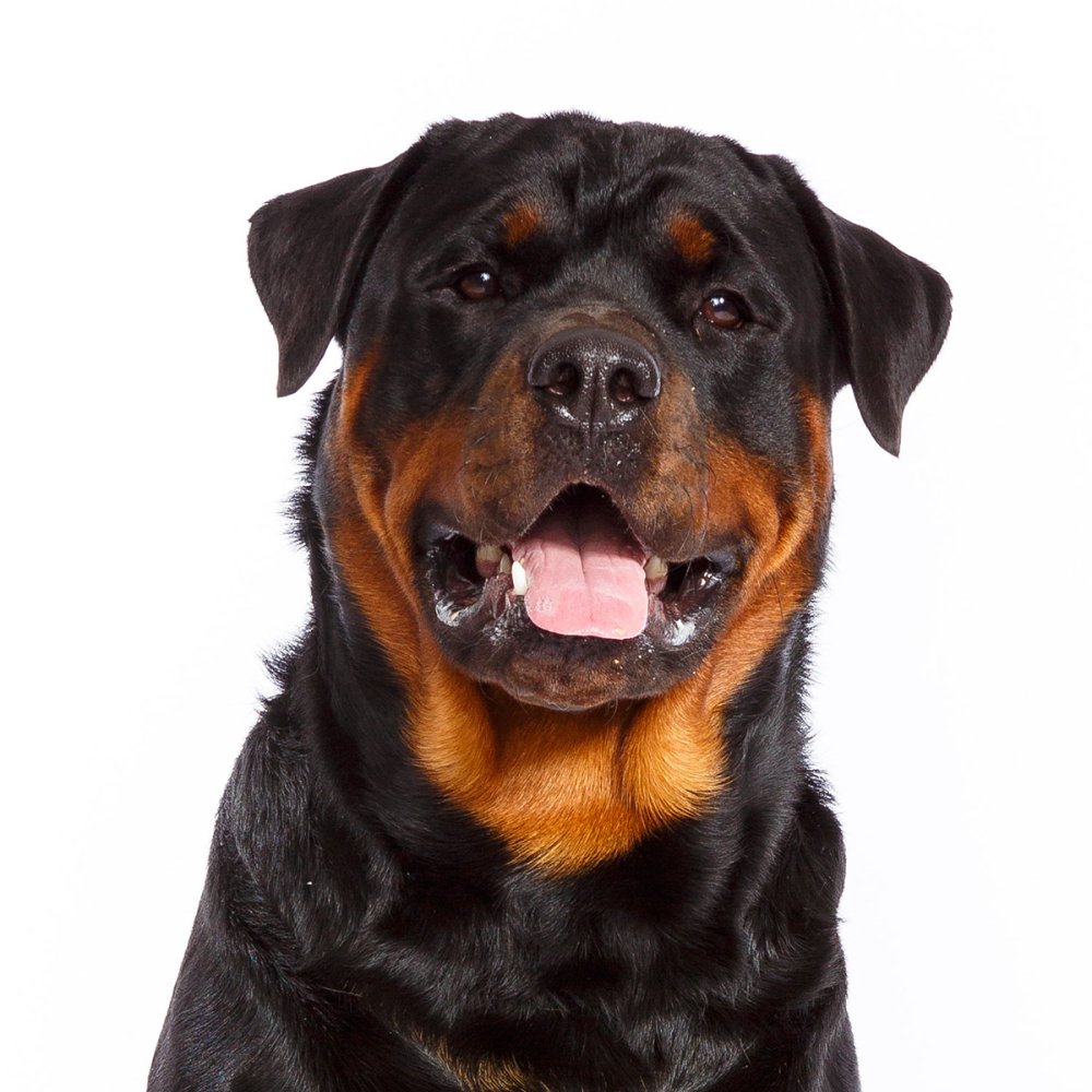 Церберус ротвейлер