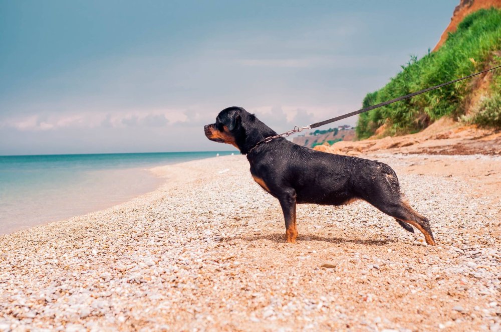 Ротвейлер поводырь
