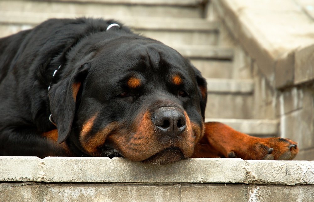 Ротвейлер спит