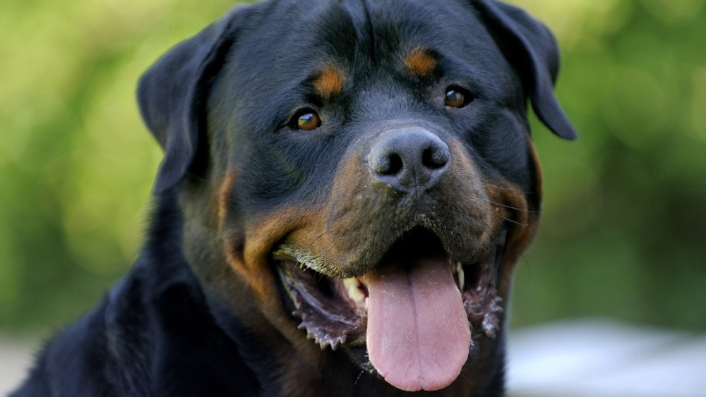 Ротвейлер Бьюдель