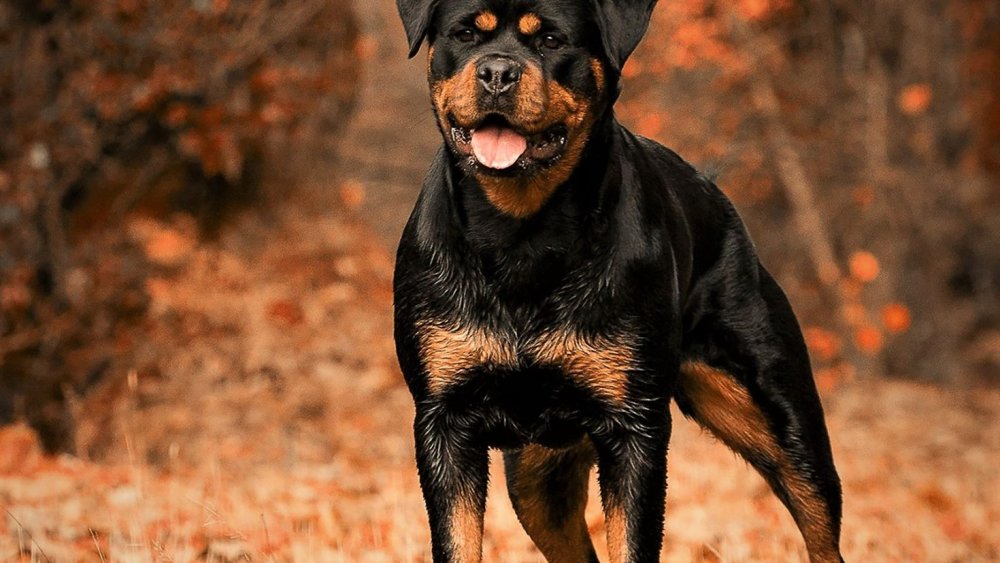 Собака ротвейлер