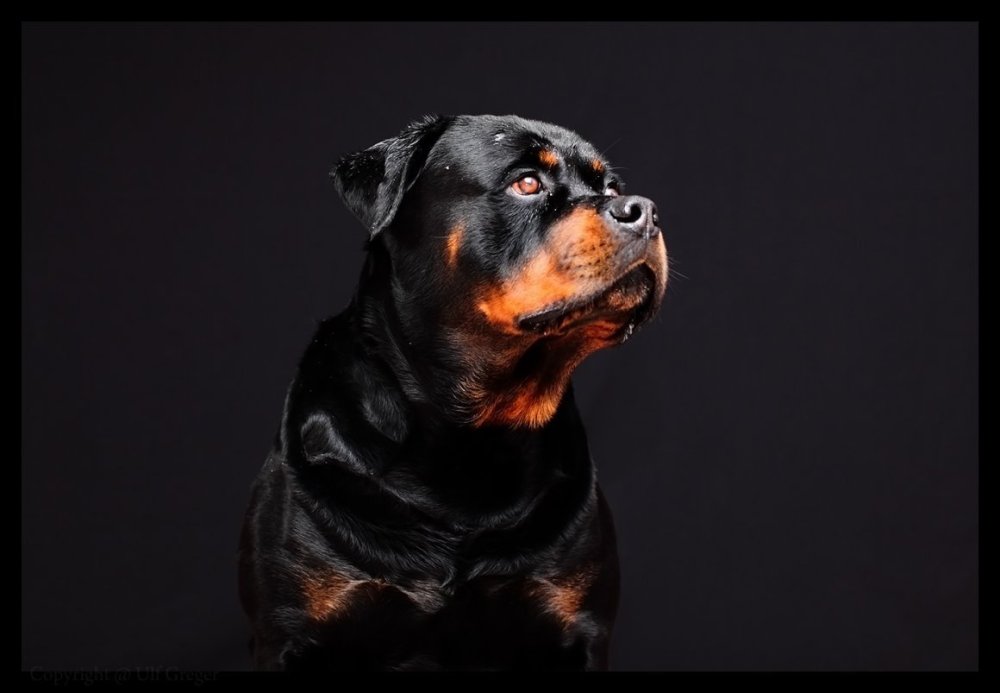 Ротвейлер Винни