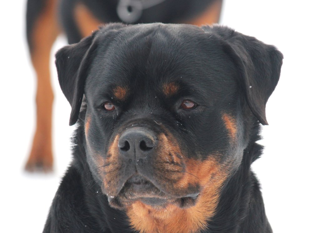 Ротвейлер рыжий