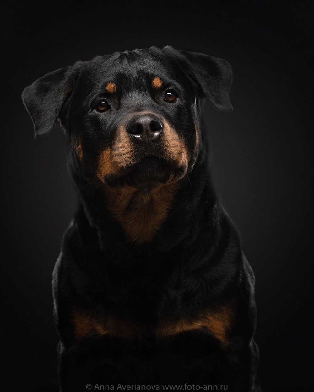 Ротвейлер фото на черном фоне