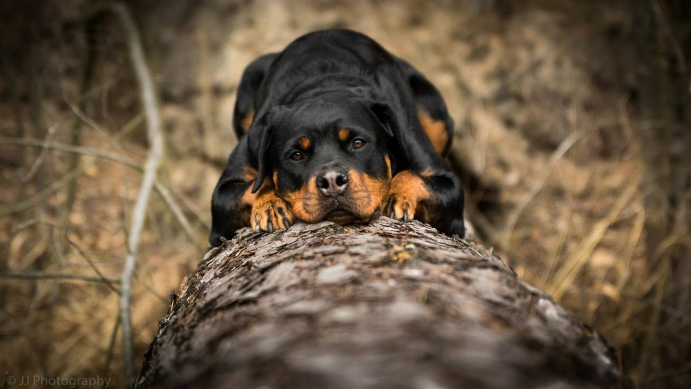 Ротвейлер серый