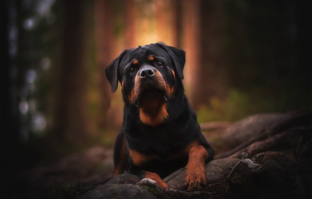 Ротвейлер коричневый