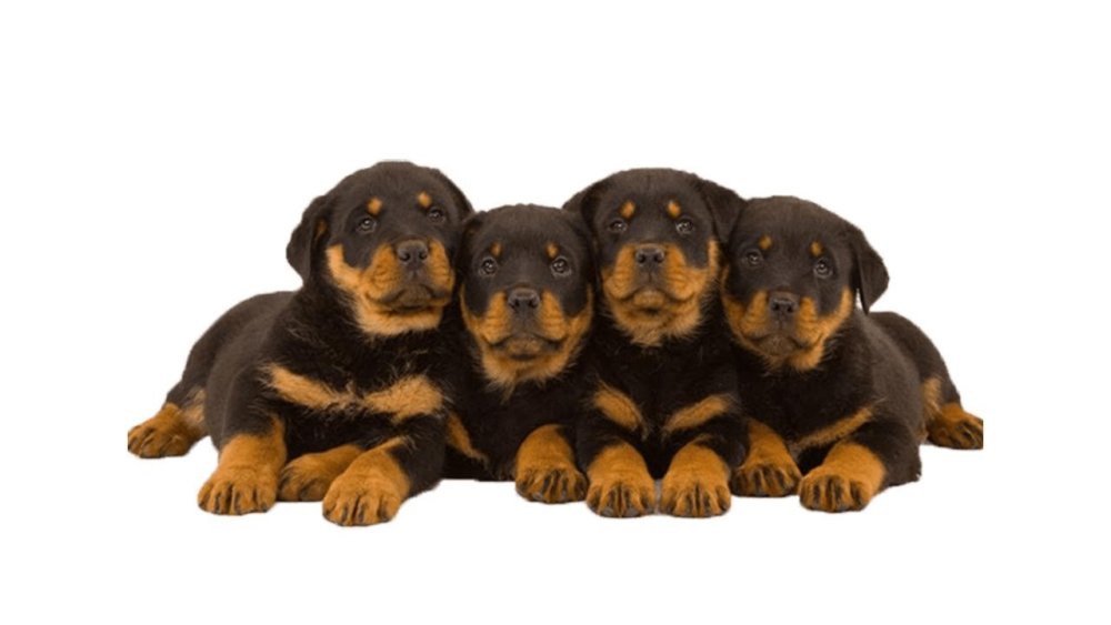 Щенки информация