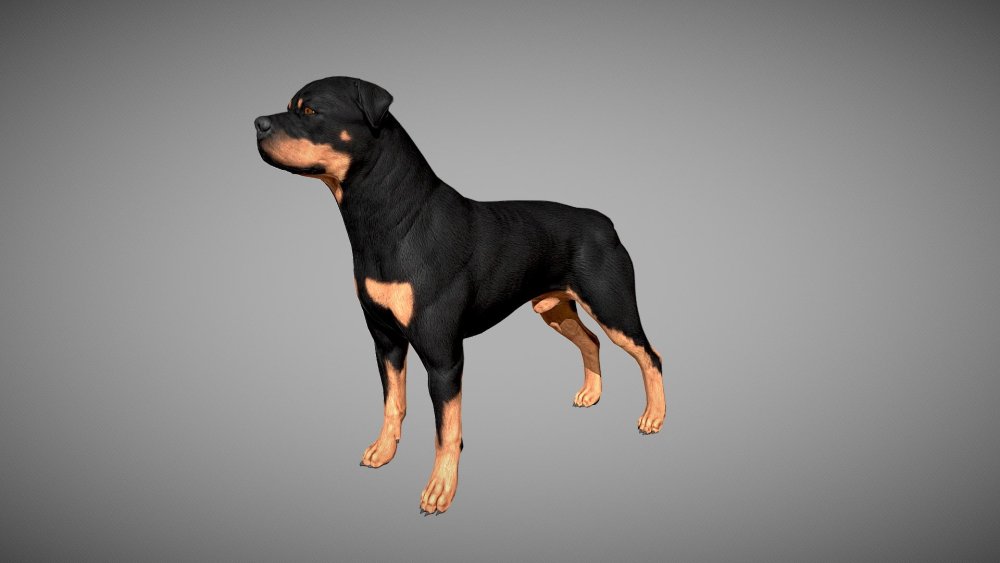 3d модель ротвейлера