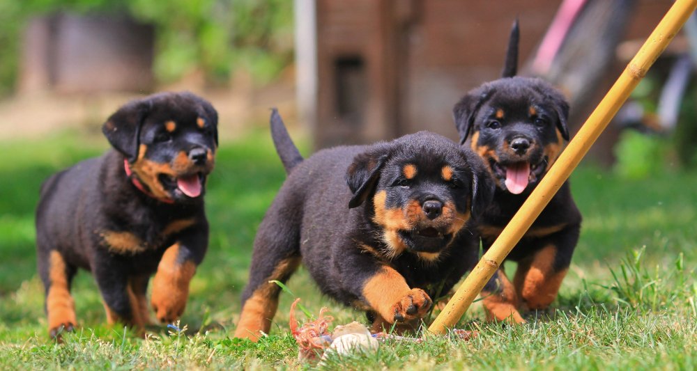 Ротвейлер щенок