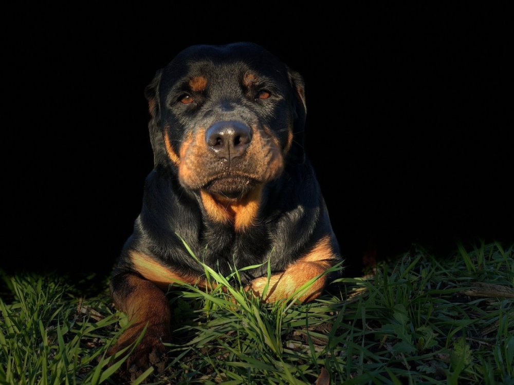 Сибирский ротвейлер