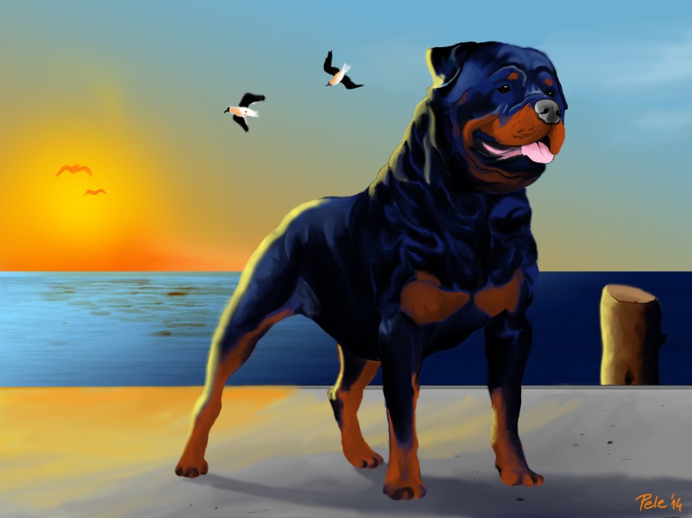 Ротвейлер арт