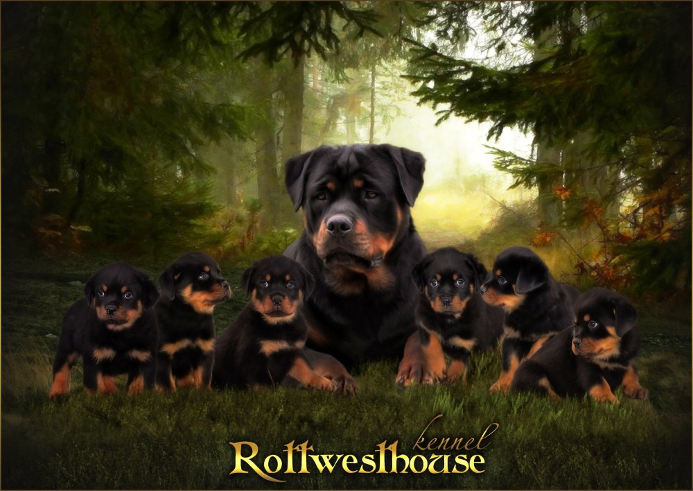 Ротвейлер рыжий щенок