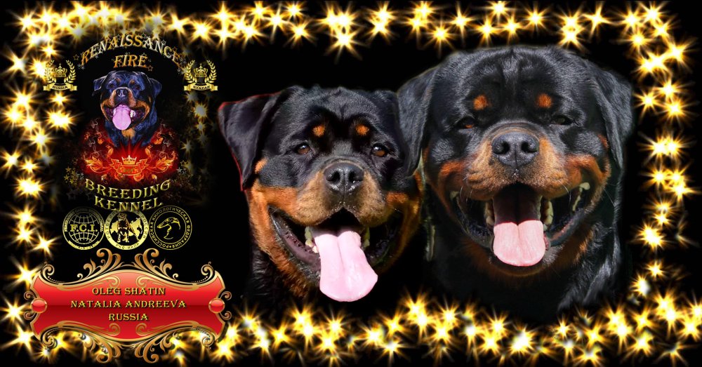Ренессанс Файер питомник ротвейлеров