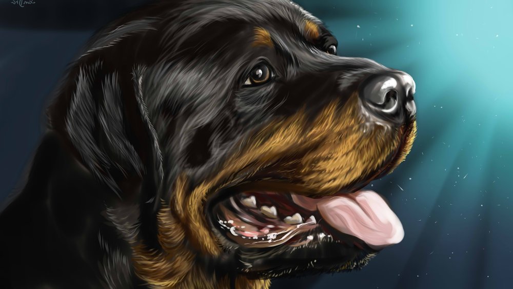 Алмазная мозаика ротвейлер