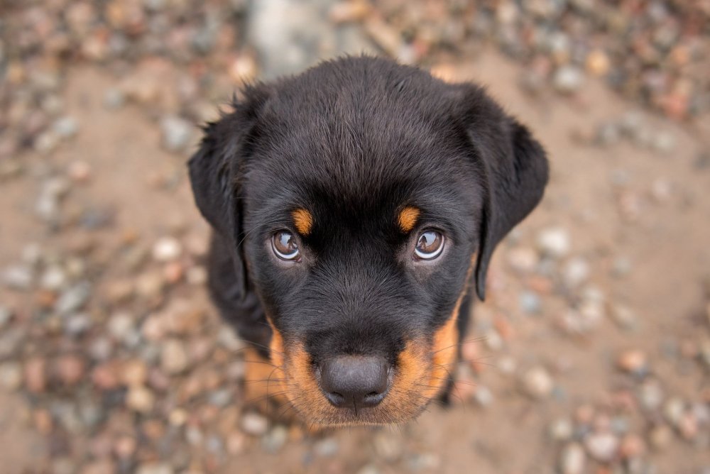Золотой ротвейлер собака