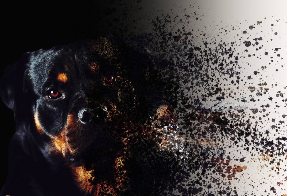 Ротвейлер на белом фоне