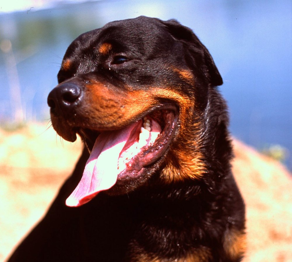 Ротвейлер рыжий