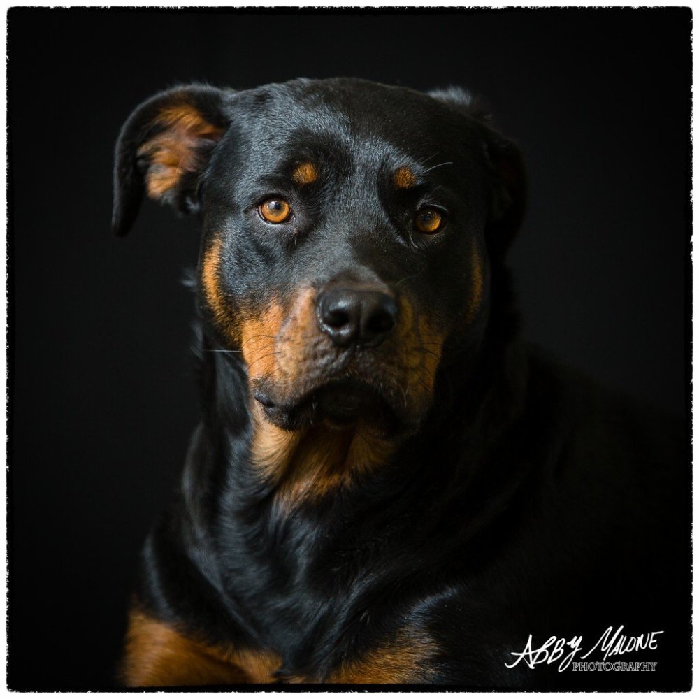 Собака Лакин