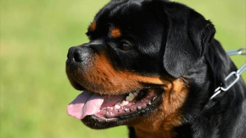 Ротвейлер собака убийца питбуль