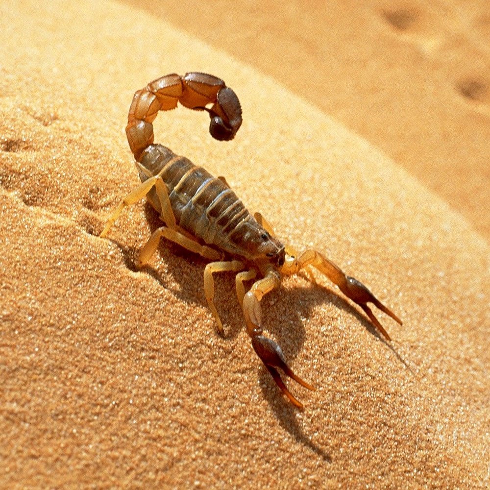 Скорпионы в Перу