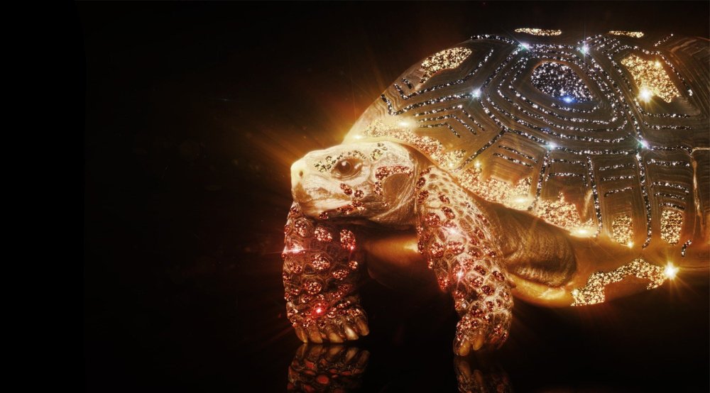 Черепаха на черном фоне