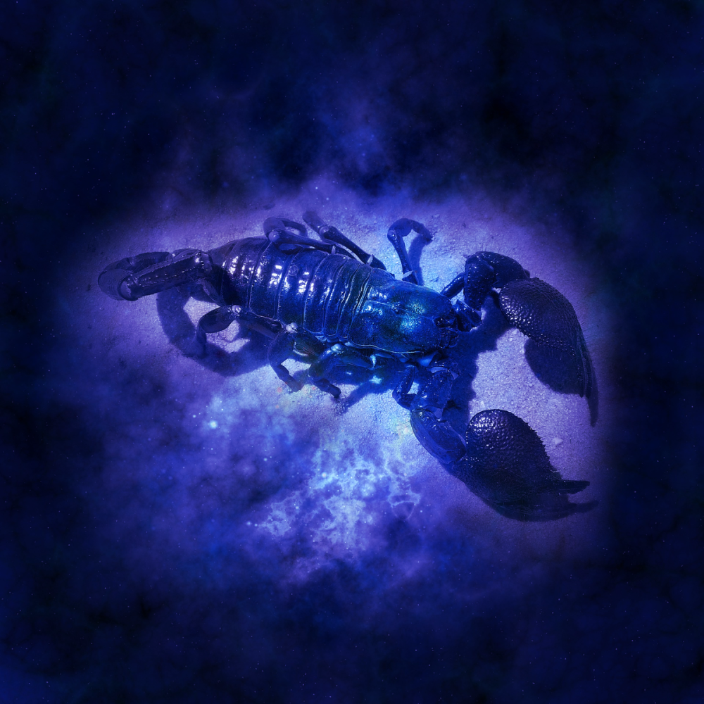 Обои на рабочий стол Скорпион