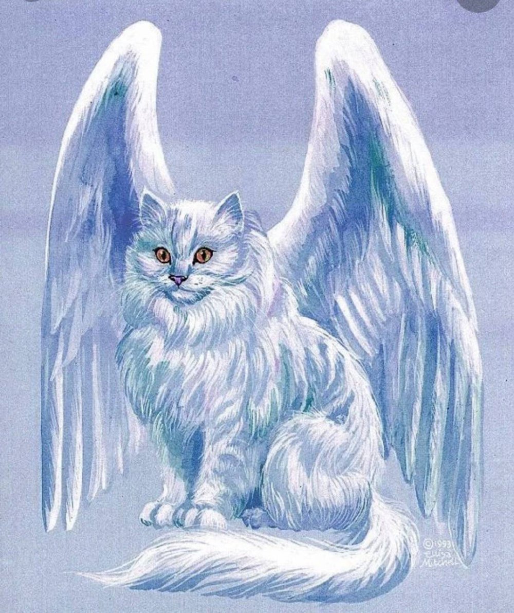 Коты с крыльями