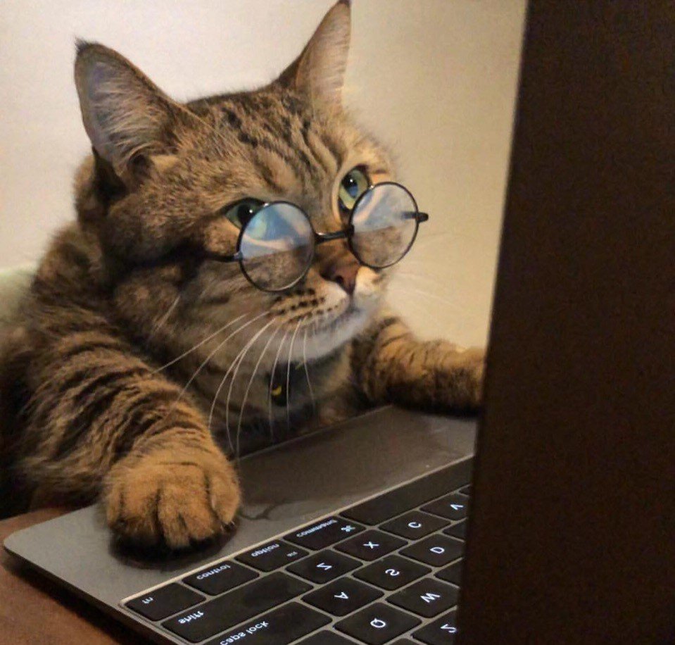 Кот в очках за компьютером
