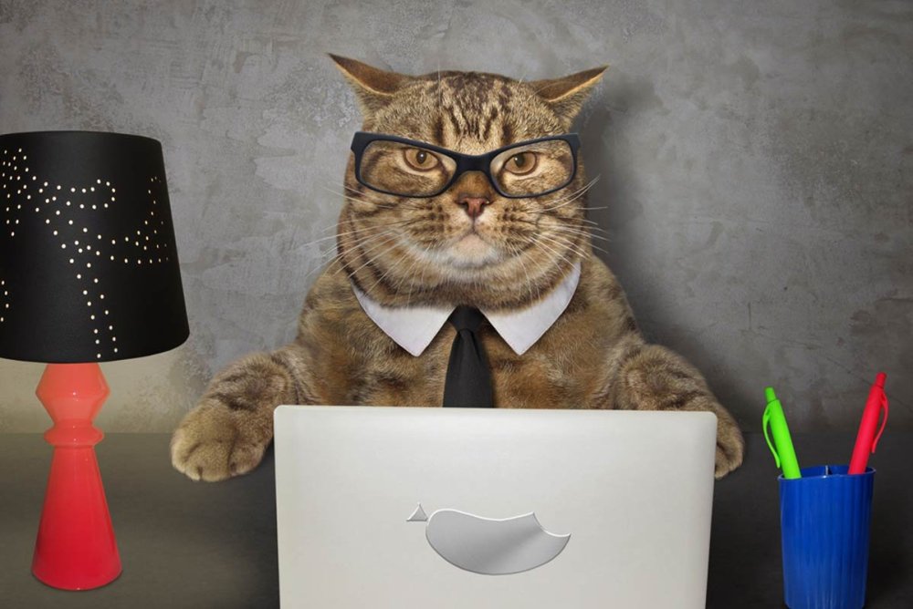Умный кот в очках