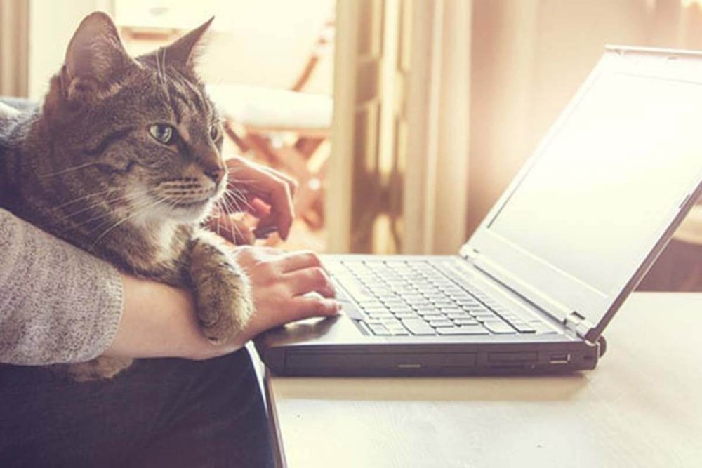 Котик с ноутбуком