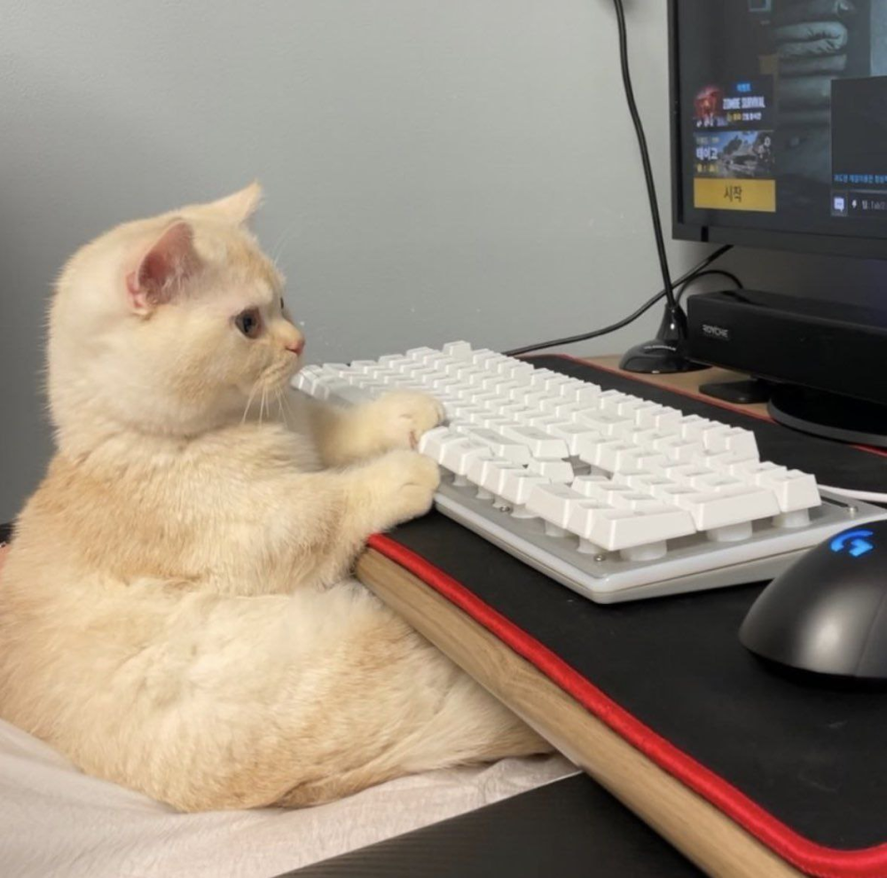 Кошка в очках за компьютером