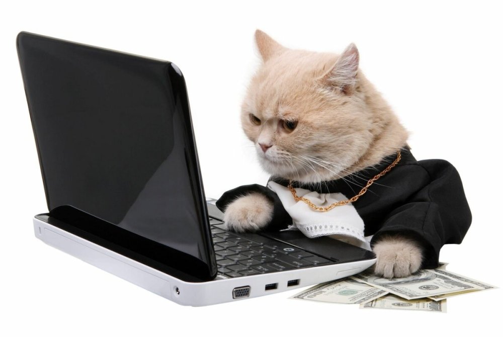 Кот в очках за компьютером