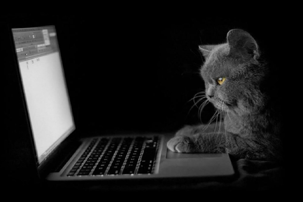Кот за компьютером
