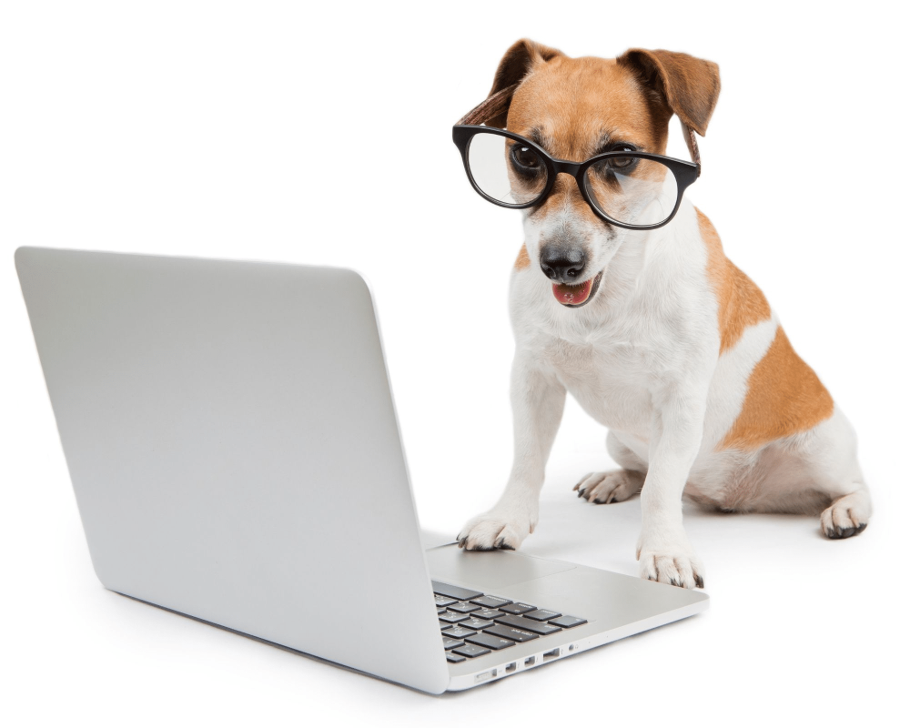 Обои на парольный экран компьютер чихуахуа