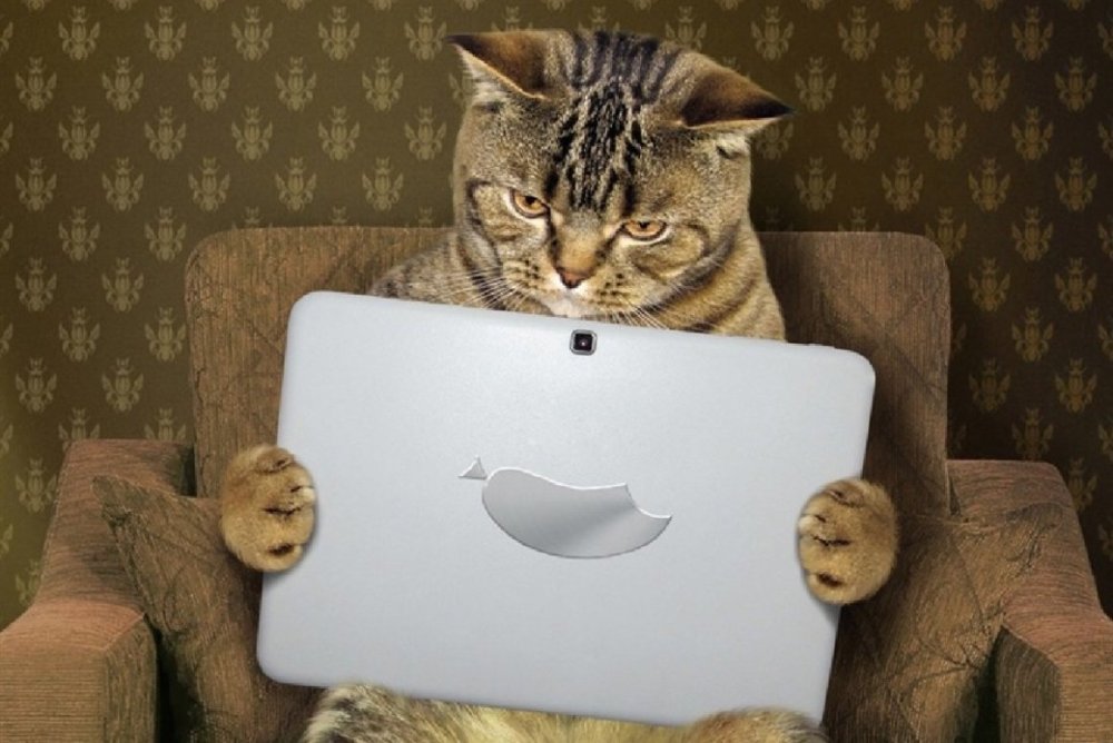 Кот за ноутом