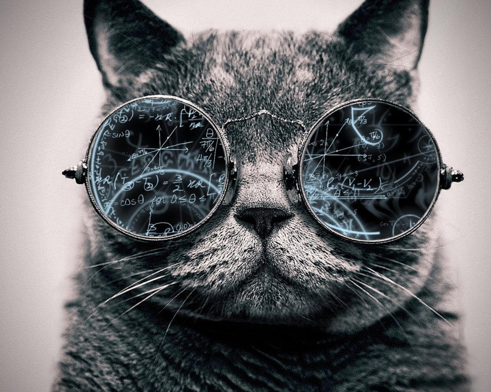 Котенок и компьютер