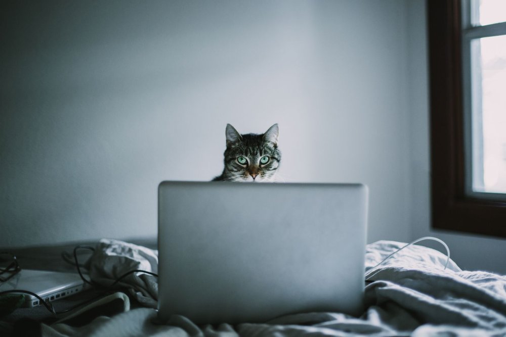 Кот за ноутбуком